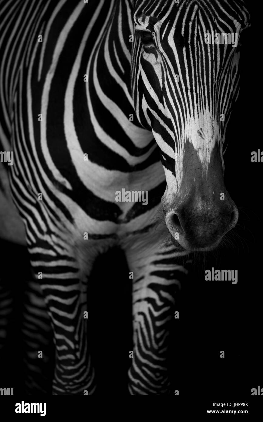 Mono close-up of Grevy zebra lowering head Stock Photo