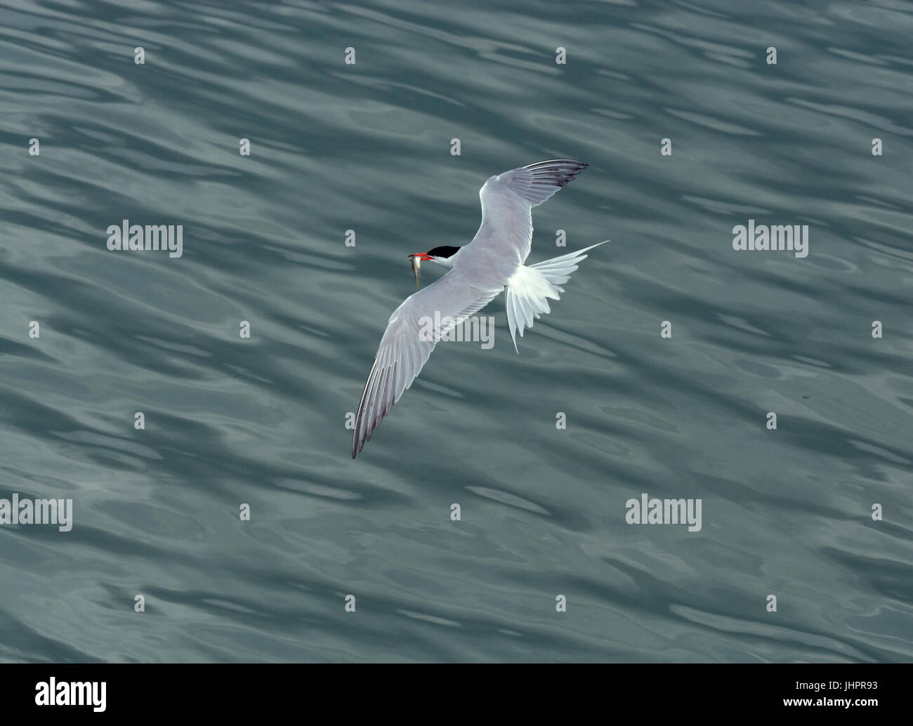 Common tern, Sterna hirundo, in flight with prey Stock Photo
