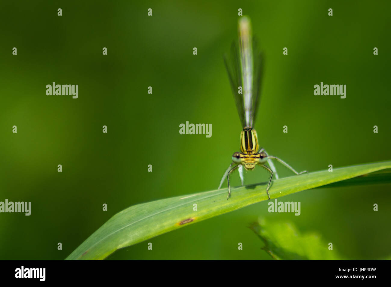 Damselfies are insects similar to dragonflies. Stock Photo