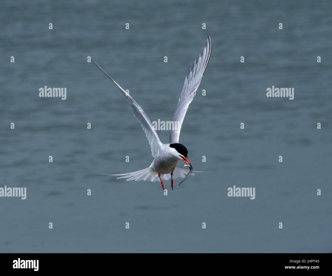 Common tern, Sterna hirundo, in flight with prey Stock Photo