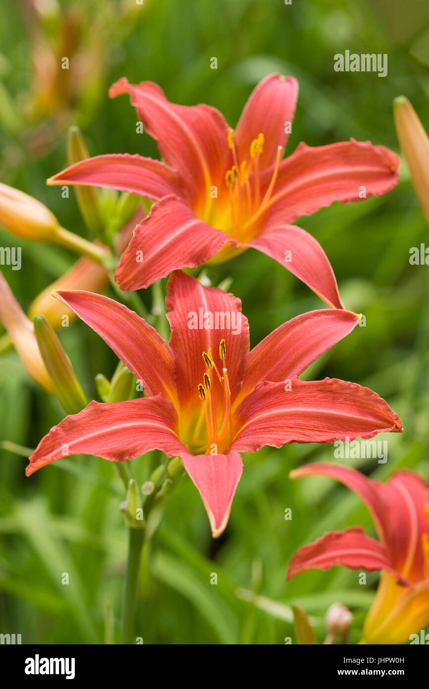Red Hemerocallis flower. Stock Photo