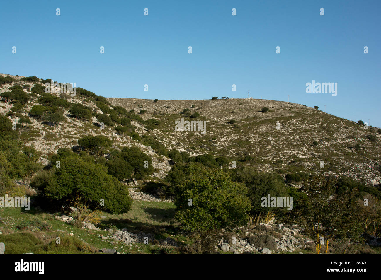 Holy Oaks are still growing on the slopes from Lasithi Plateau up to the Nisimos Plateau. Stock Photo