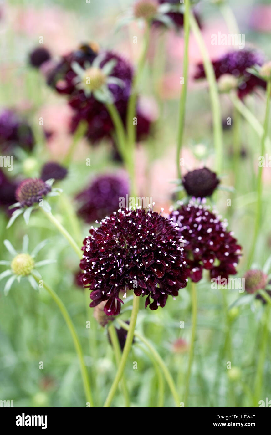 SCABIOSA ATROPURPUREA SCABIOSA BLACK KNIGHT 25 SEMI