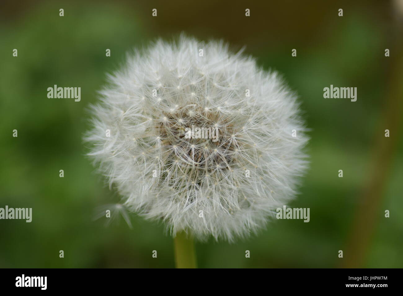 Feathery seed head Stock Photo - Alamy