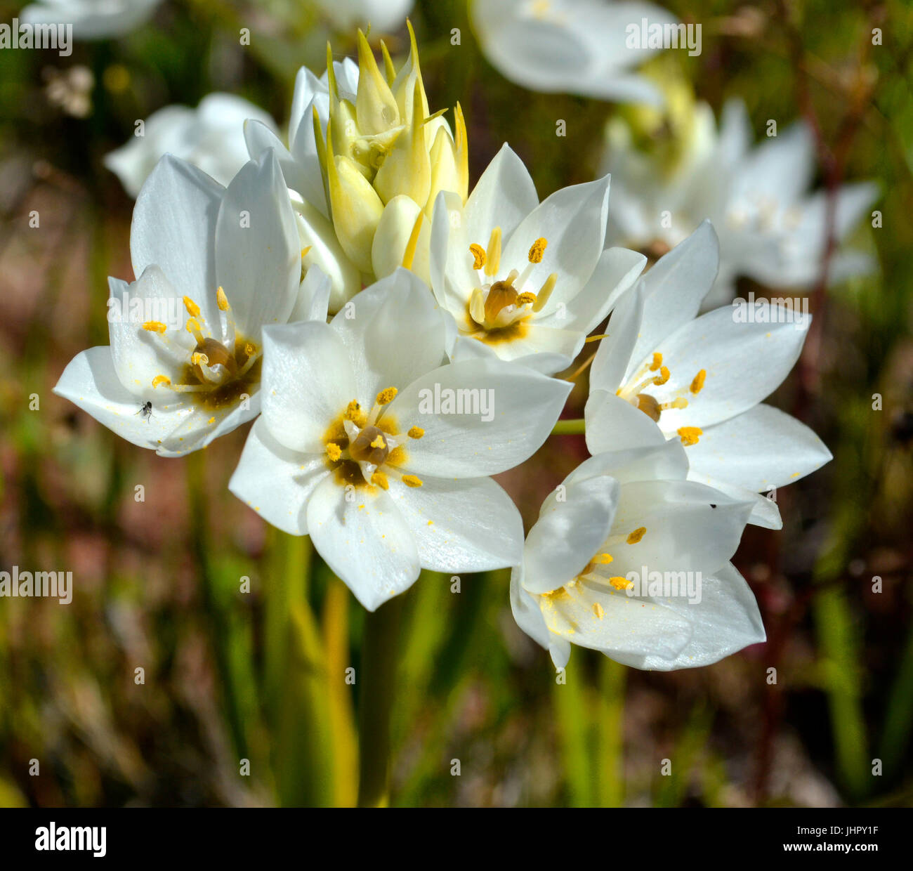 White lilies in the field on a beautiful spring day Stock Photo