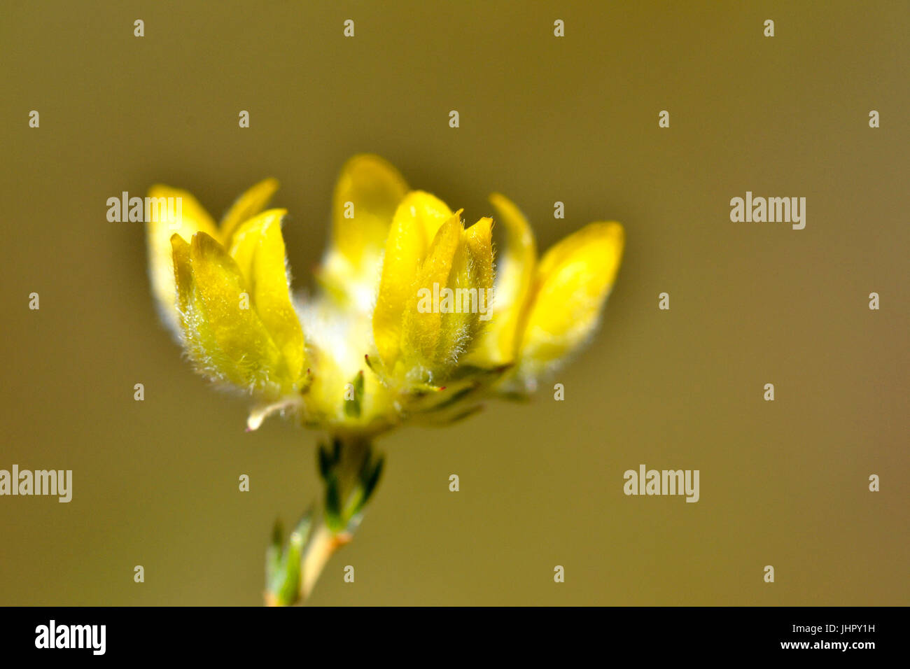 Yellow legume flowers in a ring Stock Photo
