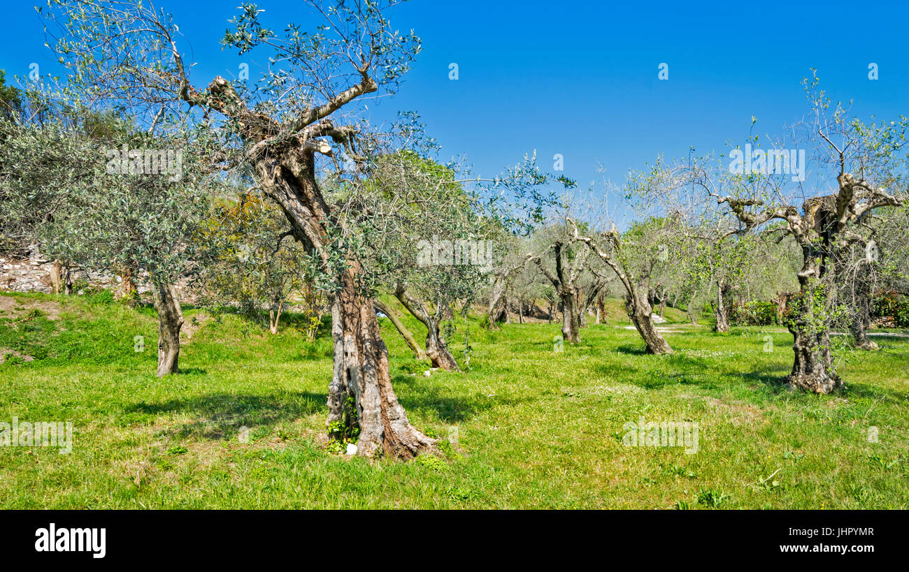 LAKE GARDA SIRMIONE OLD OLIVE TREE GROVE Stock Photo - Alamy