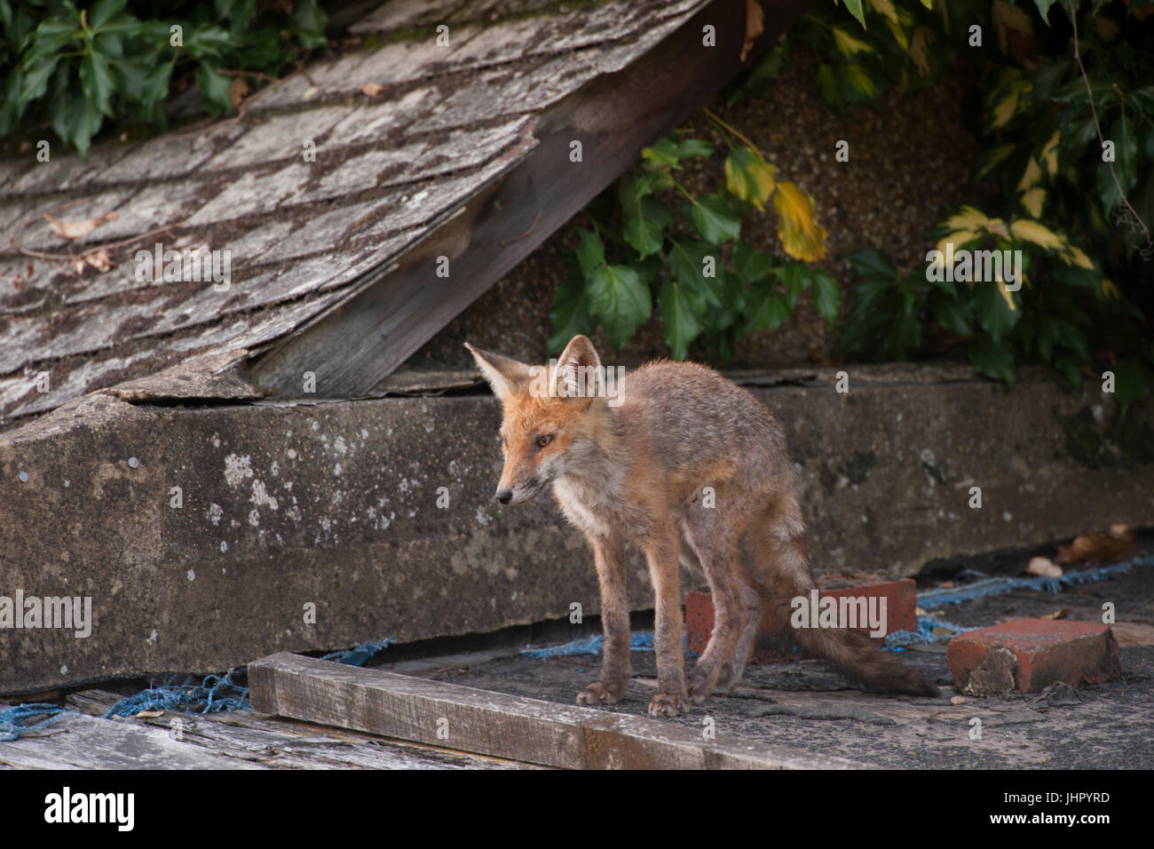urban Red Fox cub, (Vulpes vulpes), on garden shed roof, London, United