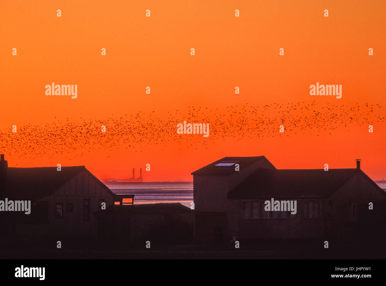 Autumn flock of Knot, (Calidris canutus),at sunset across The Wash, Snettisham RSPB Reserve, Norfolk, United Kingdom Stock Photo