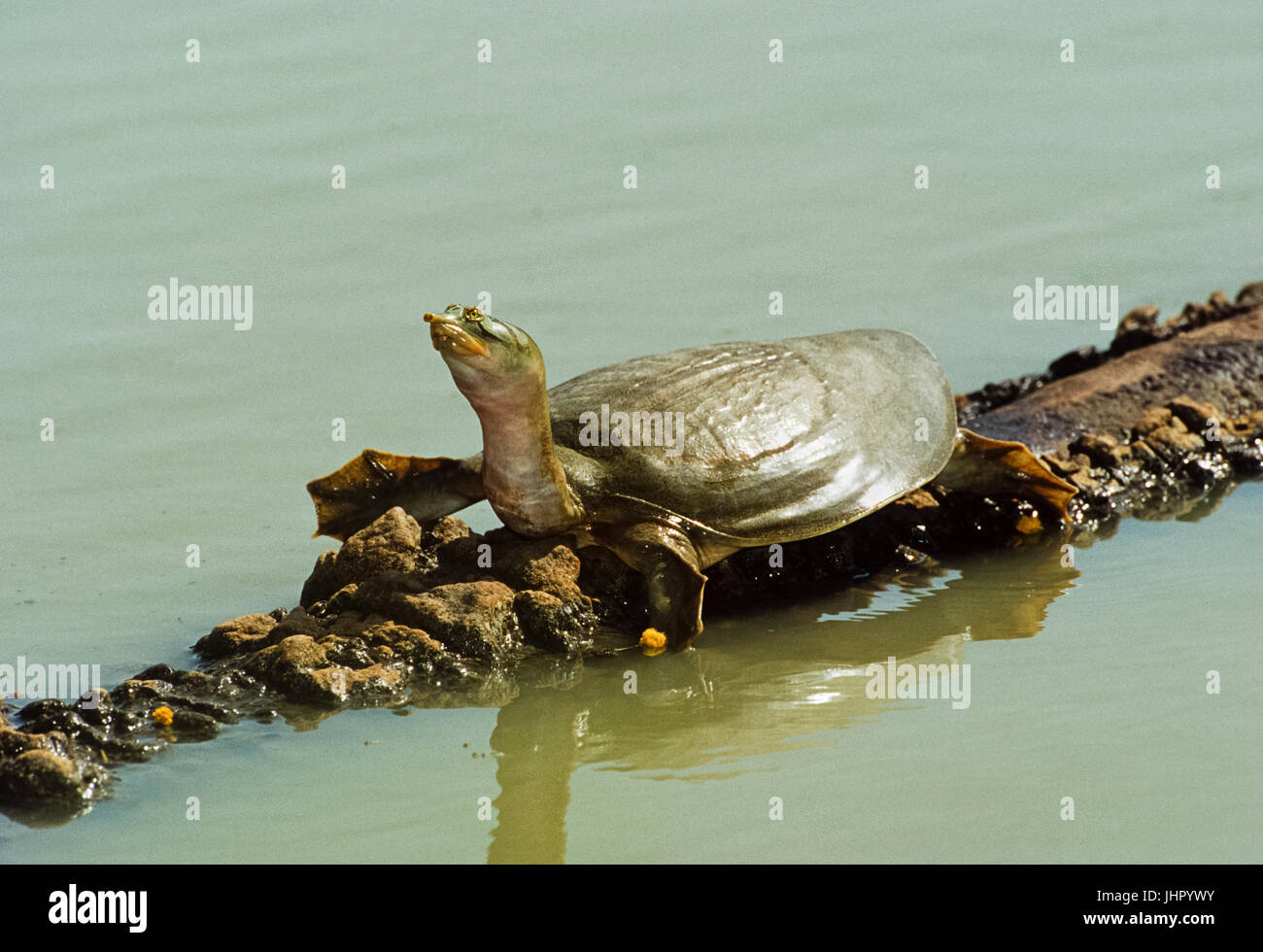 Indian flapshell turtle (Lissemys punctata) Keoladeo Ghana National Park, Bharatpur, Rajasthan, India Stock Photo