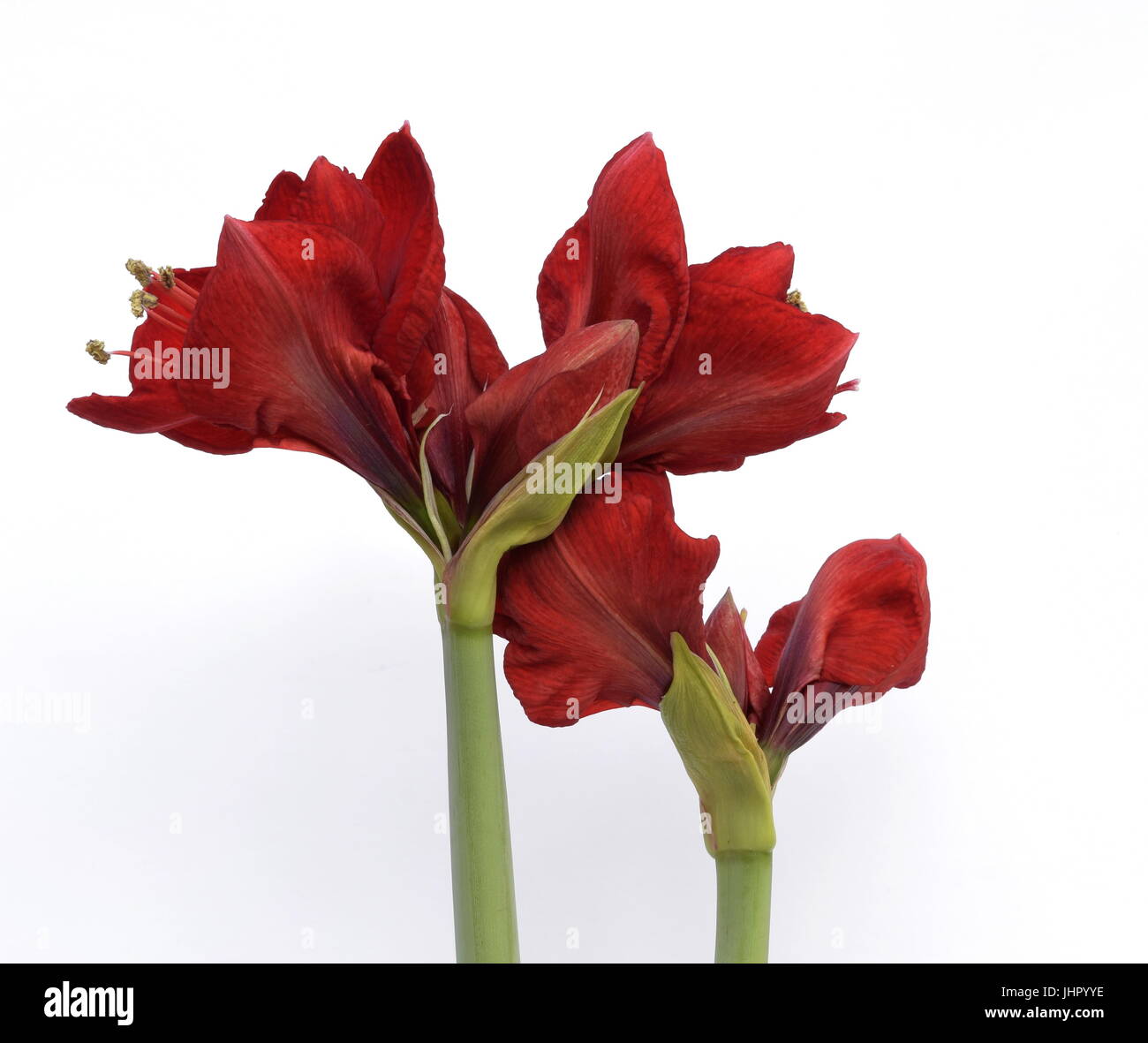 Red Amaryllis flower buds with stems against white background Stock Photo