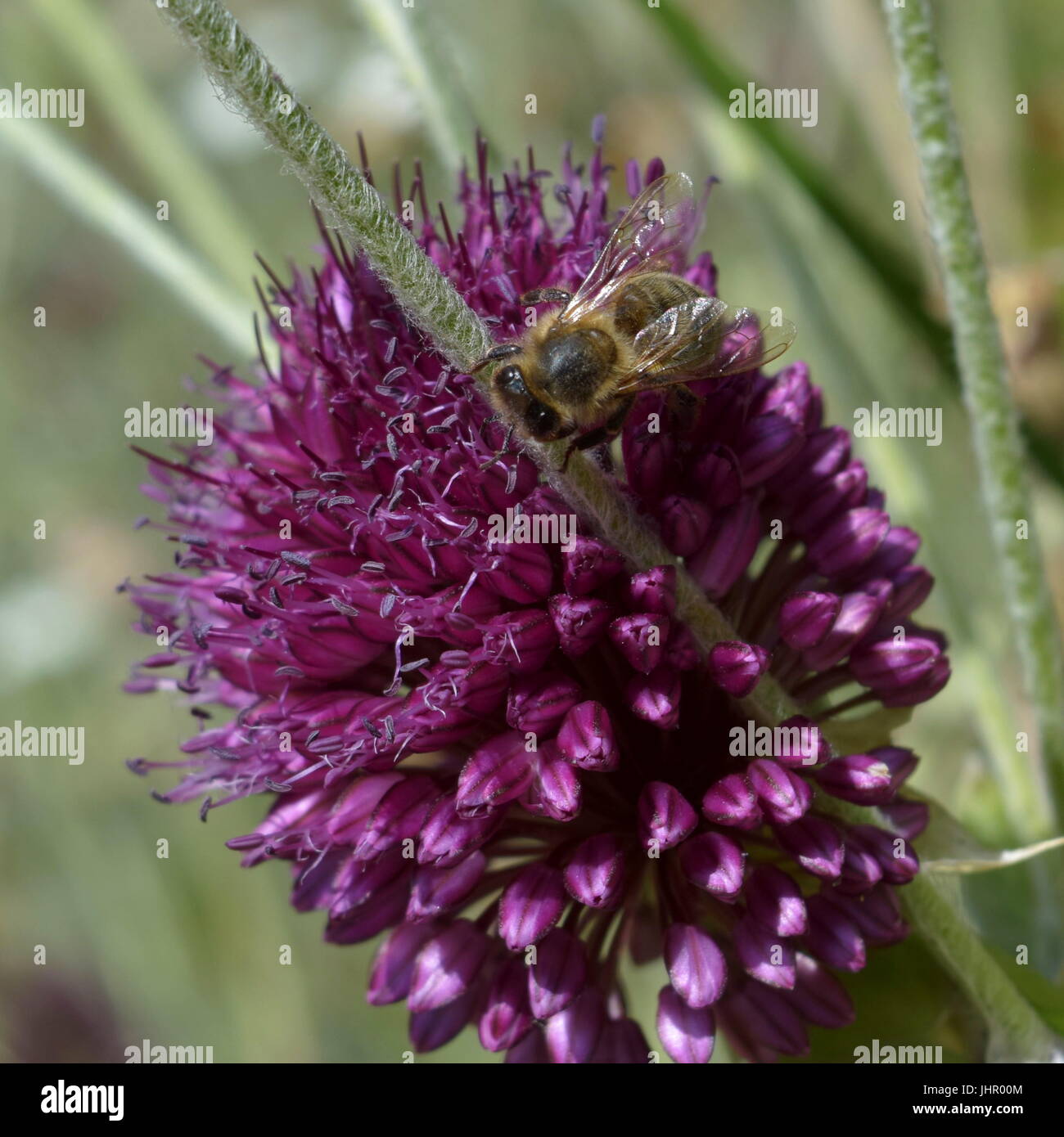 Closeup of honey bee resting on purple allium flower head Stock Photo
