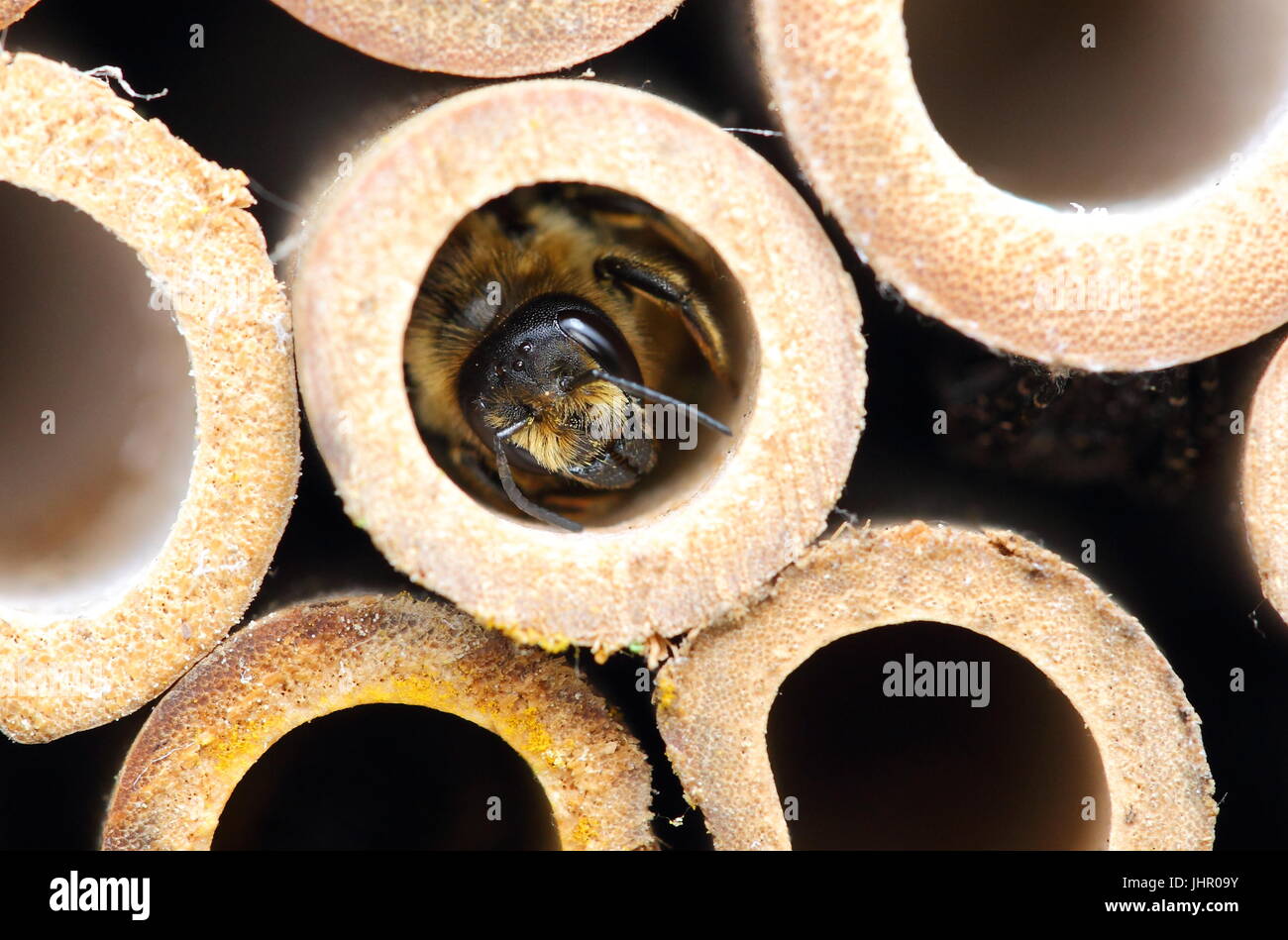 Leafcutter Bee emerging from nest chamber Stock Photo