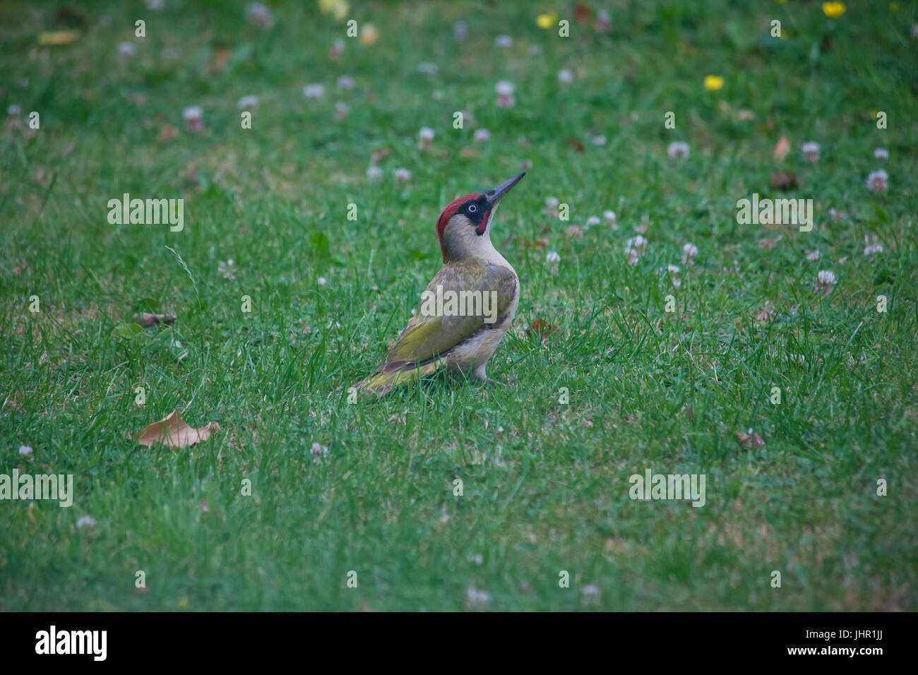 Adult European Green Woodpecker on grass Stock Photo