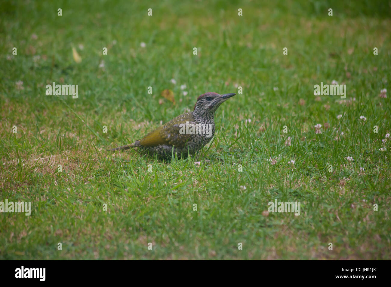 Juvenile European Greenwoodpecker on grass Stock Photo