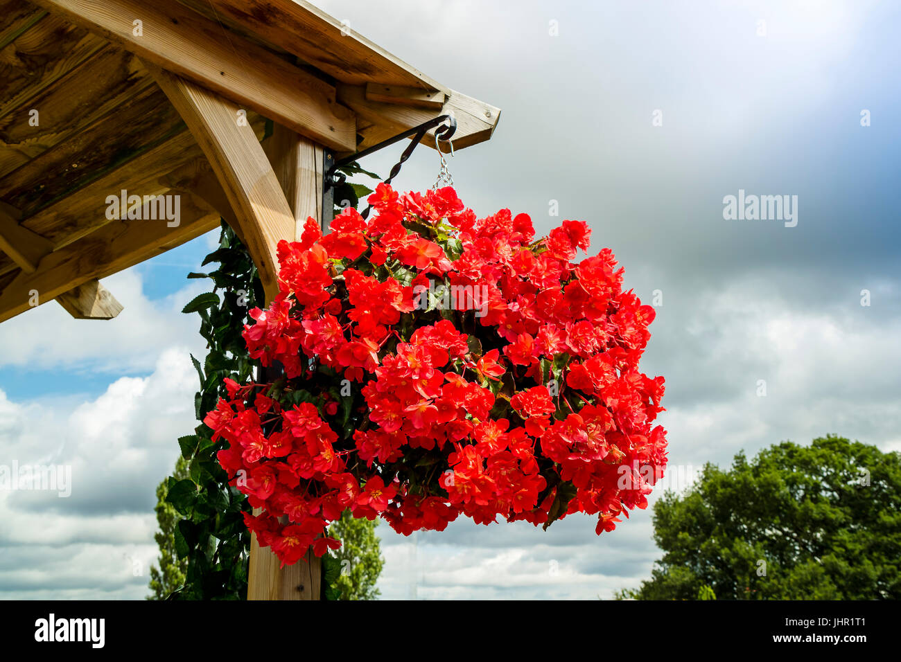 Hanging basket with red trailing Begonias (Begonia Pendula) . Stock Photo