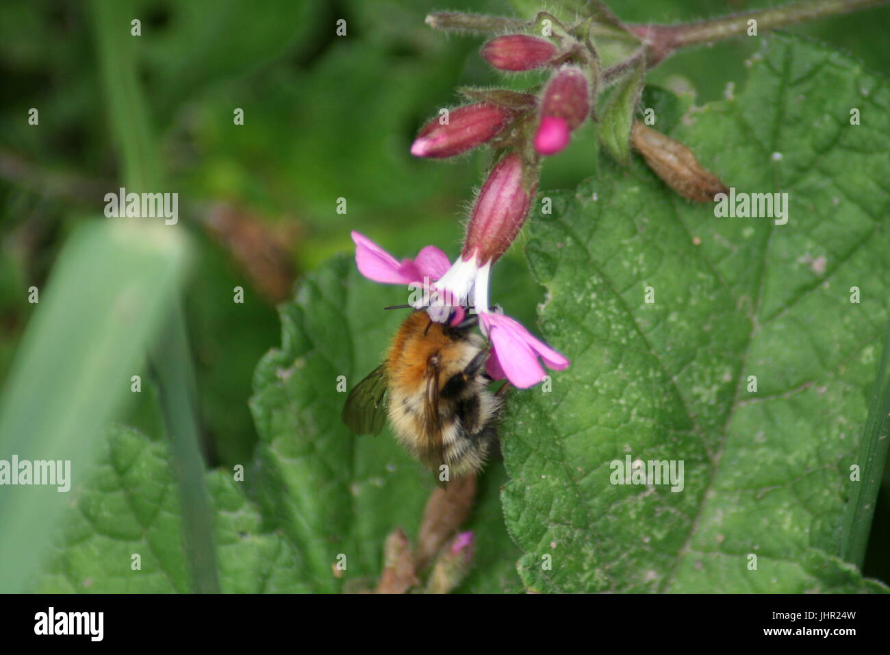 Brown banded carder bee, Bombus humilis Stock Photo