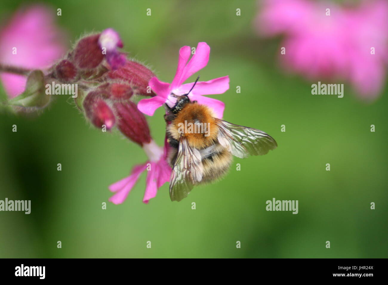 Brown banded carder bee, Bombus humilis Stock Photo
