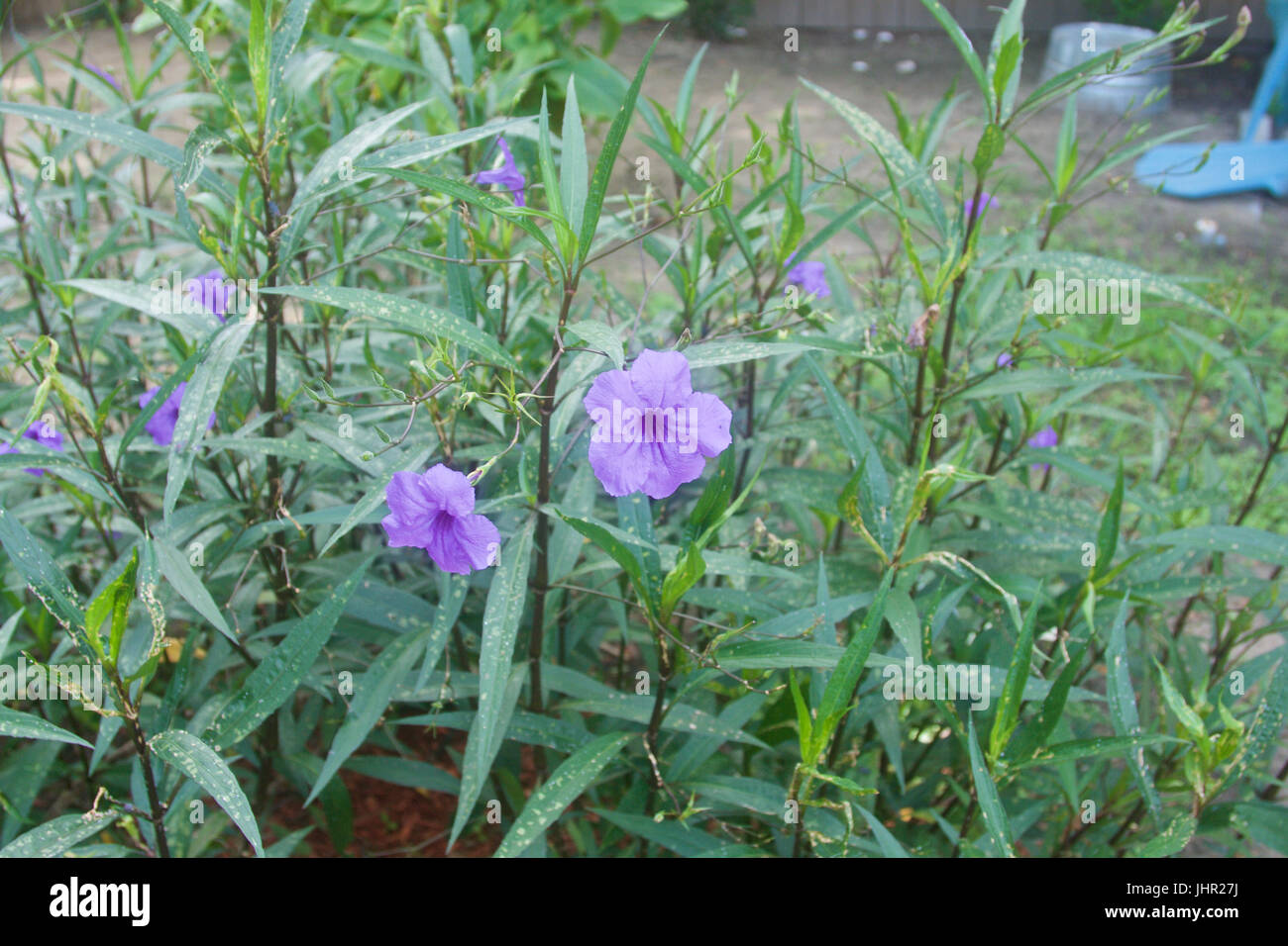 Purple wild flowers Stock Photo - Alamy