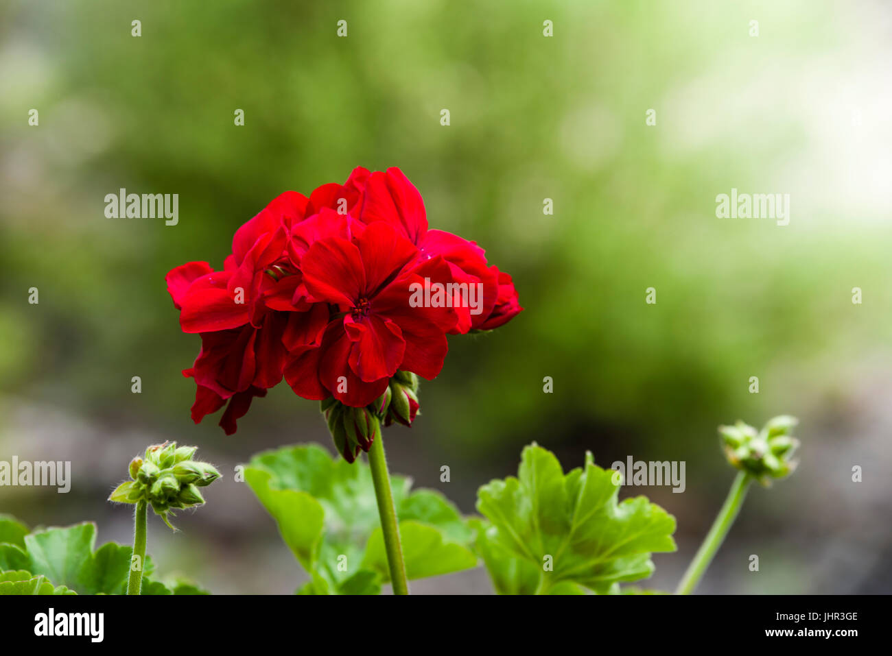 Red geranium flower in bloom in a window box Stock Photo