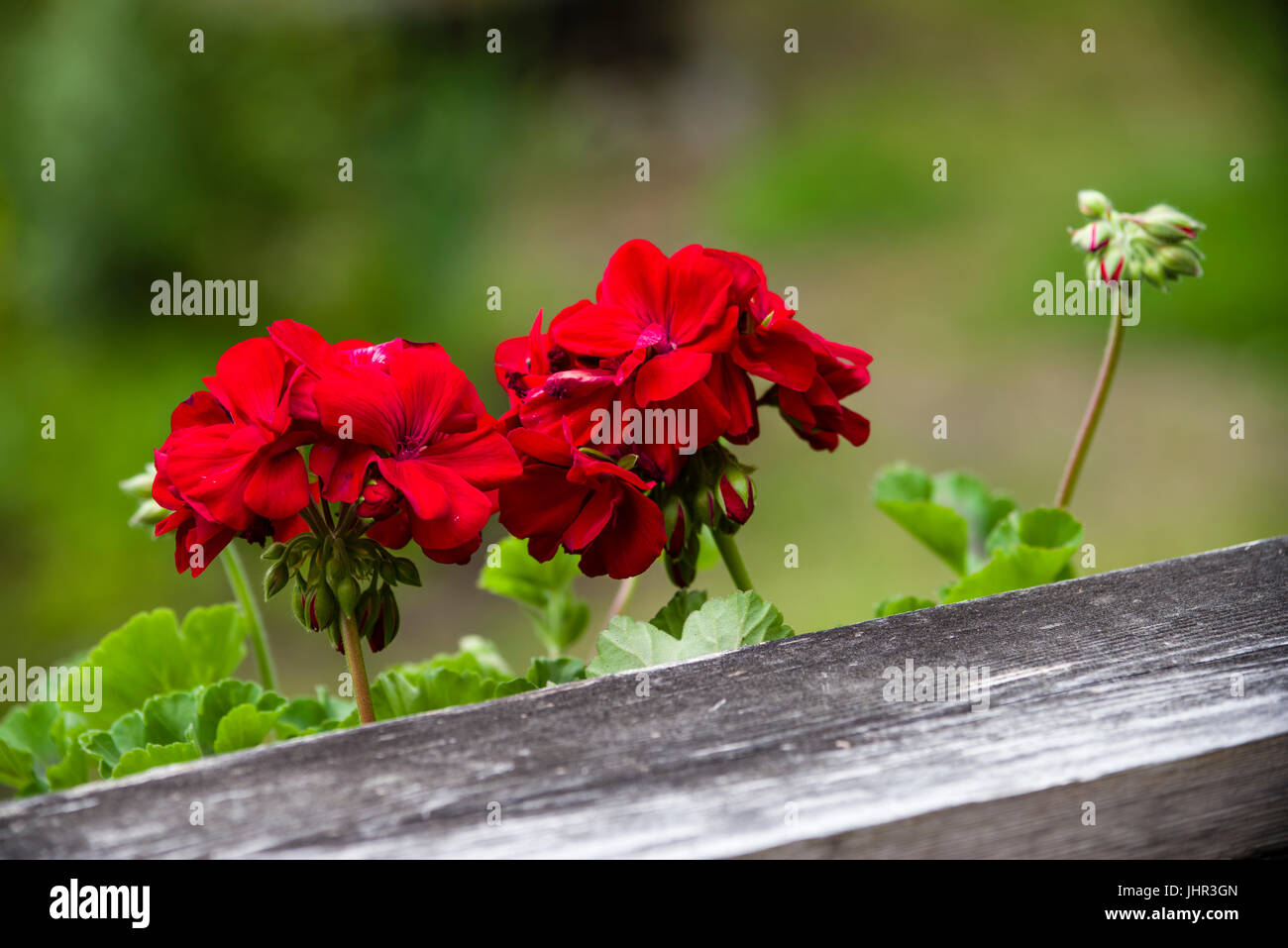 Red geranium flower in bloom in a window box Stock Photo