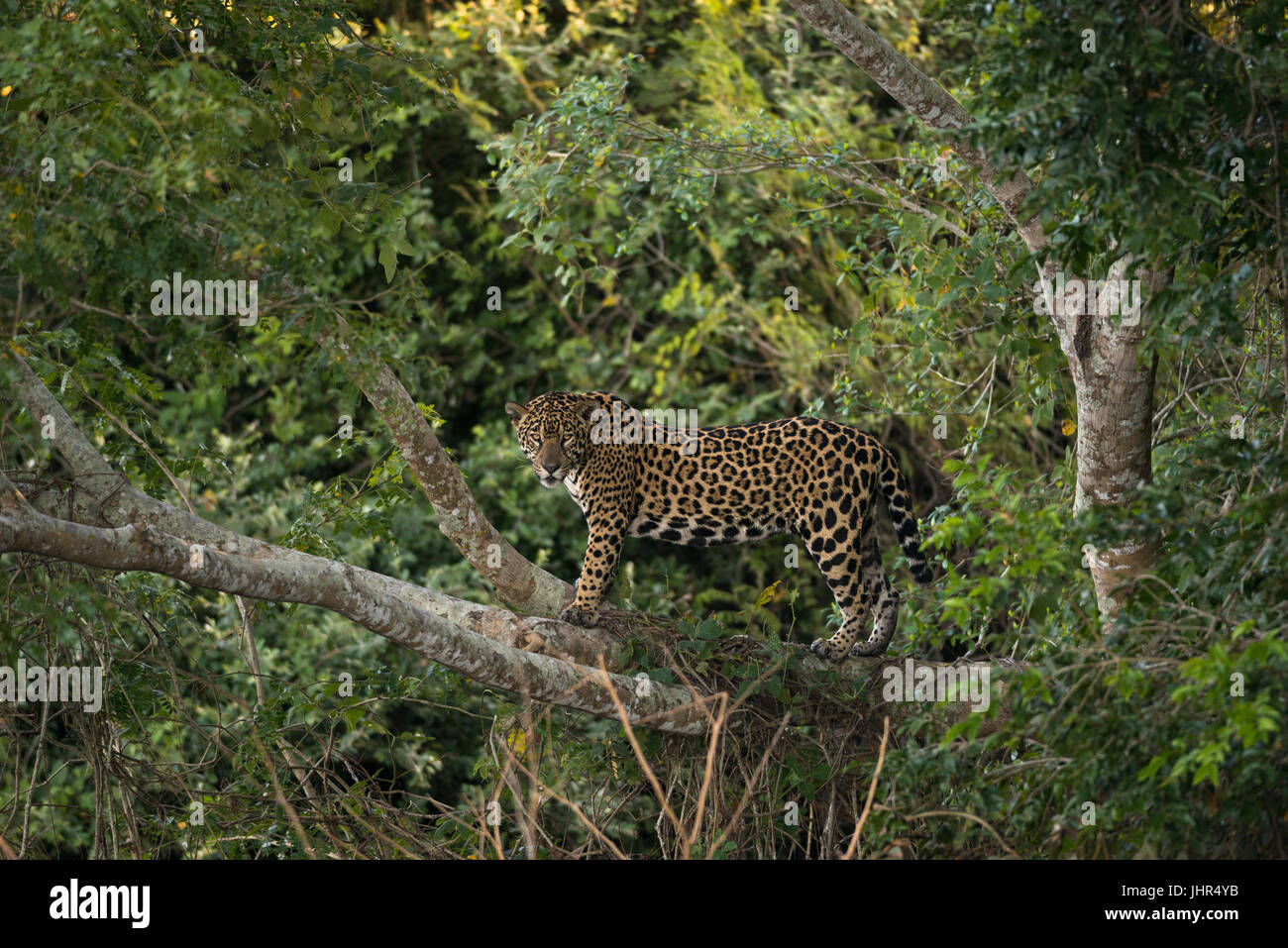 A female Jaguar up on a tree Stock Photo