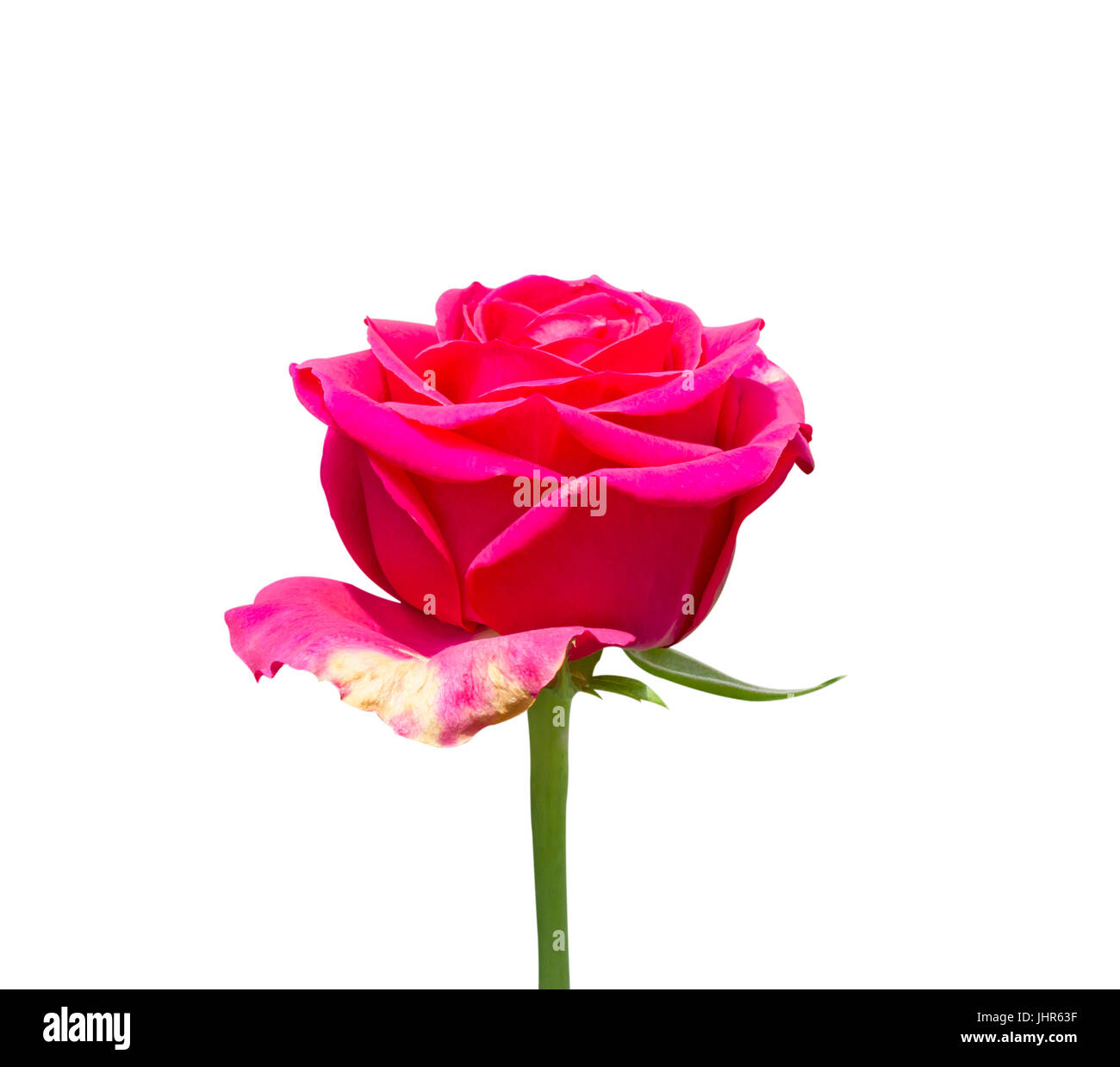 Flowers / red roses Isolated on white background Stock Photo - Alamy