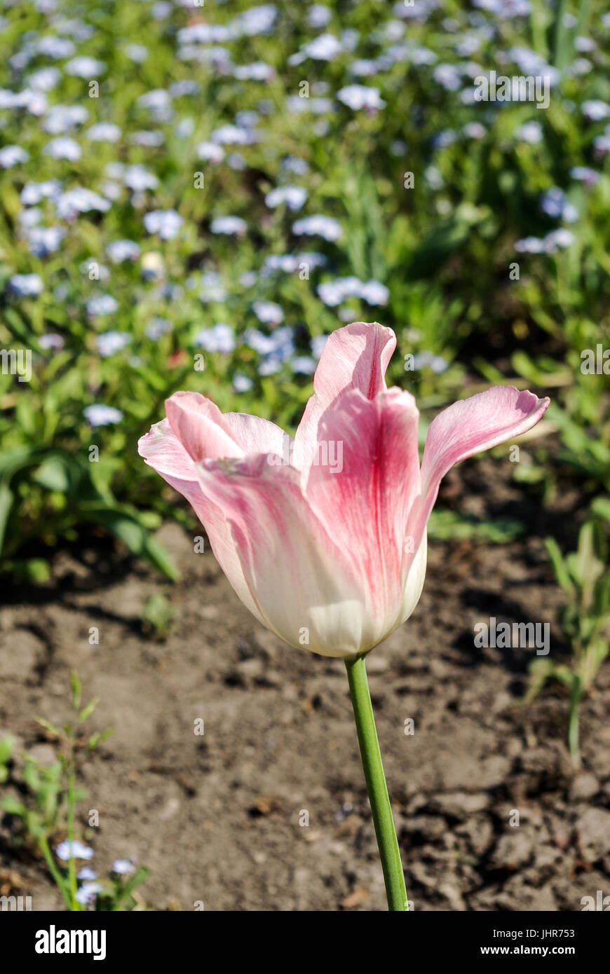 Single Tulip Flower Blooming in Spring Season Stock Photo - Alamy