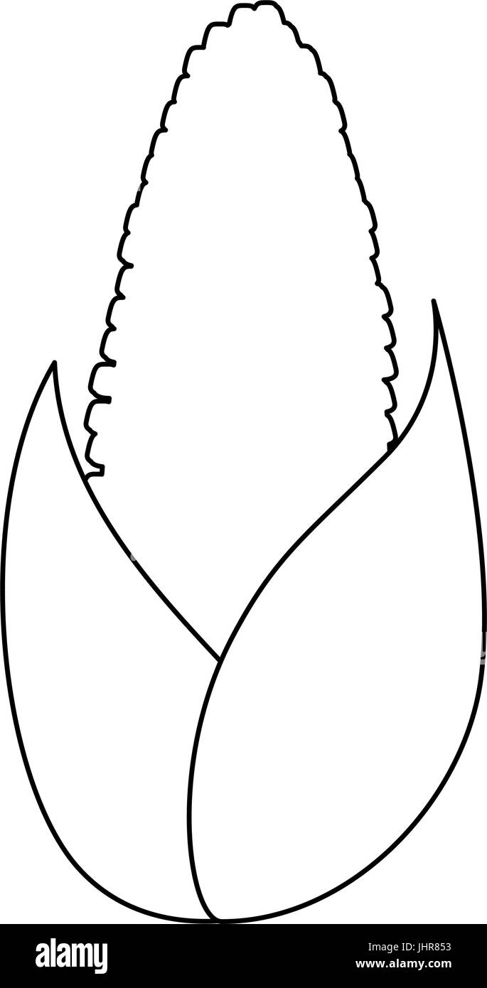corn vegetable icon over white background vector illustration Stock ...