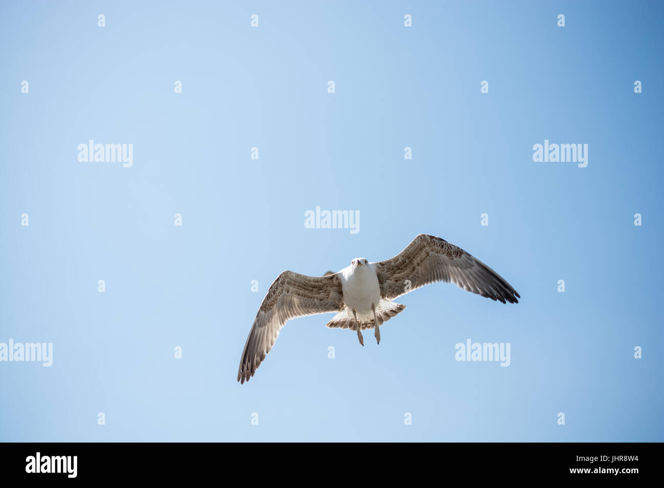 Single seagull flying in a sky as a background Stock Photo - Alamy