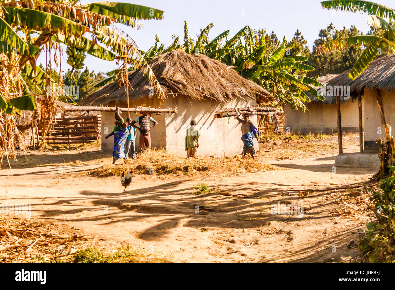 Two Malawian women walk through a village carrying tree trunks on their heads one woman has a baby on her back. Stock Photo