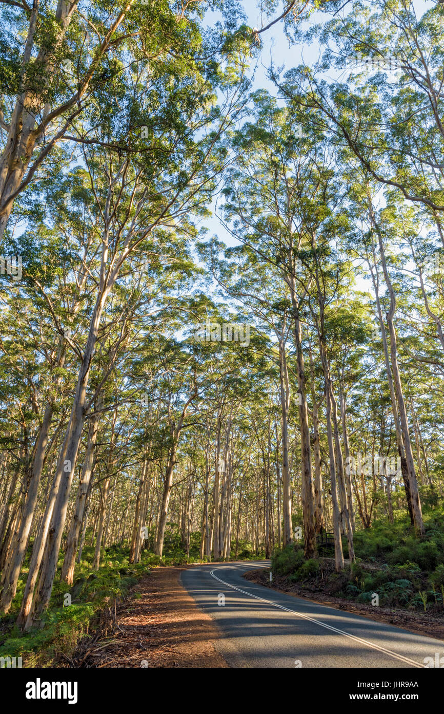 Caves Road through the tall trees of Boranup Karri Forest in the Leeuwin-Naturaliste National Park in the Margaret River region of Western Australia Stock Photo