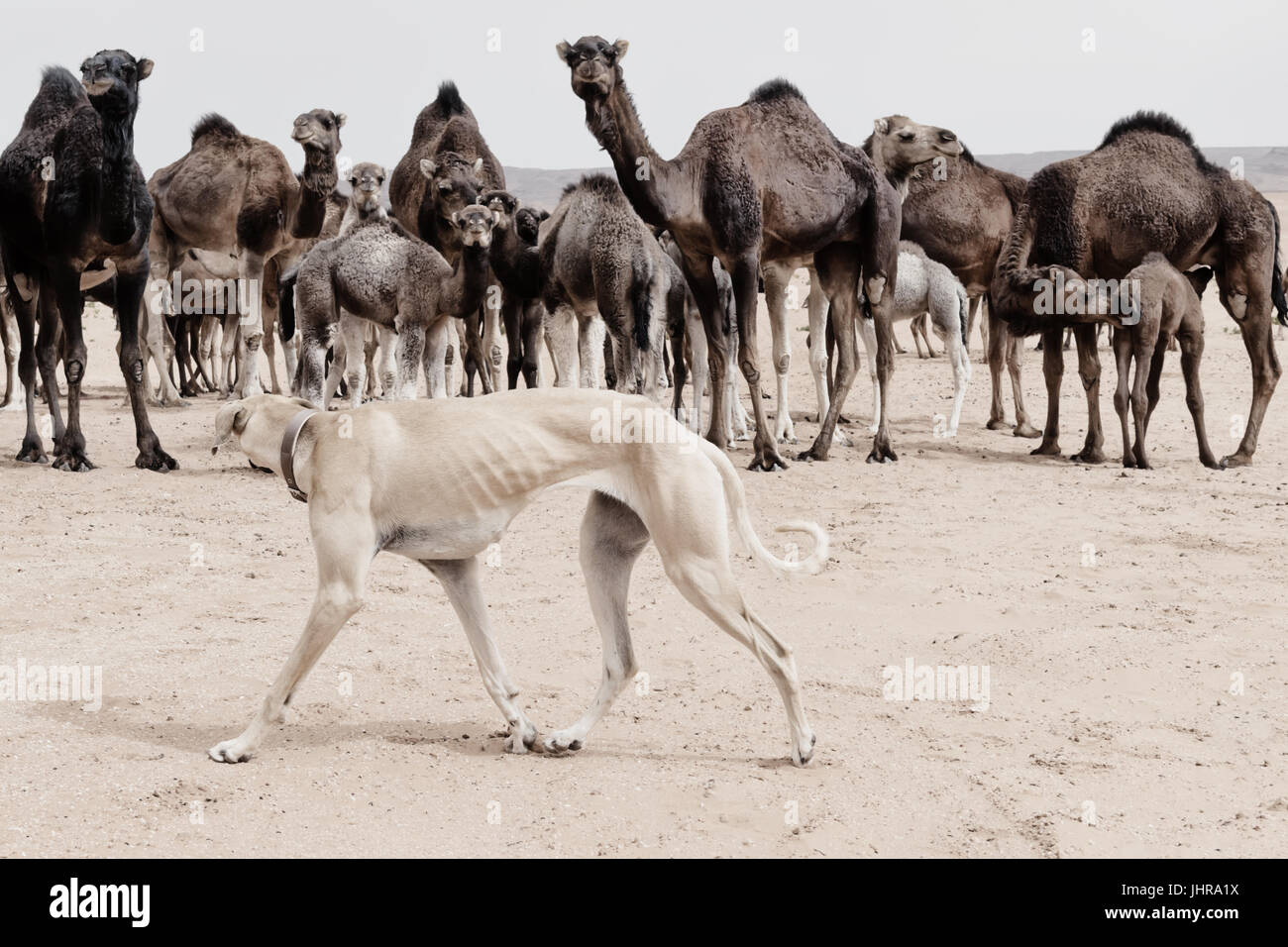 A Sloughi (Arabian greyhound) herds a group of dromedaries (camels) in the desert of Morocco. Stock Photo