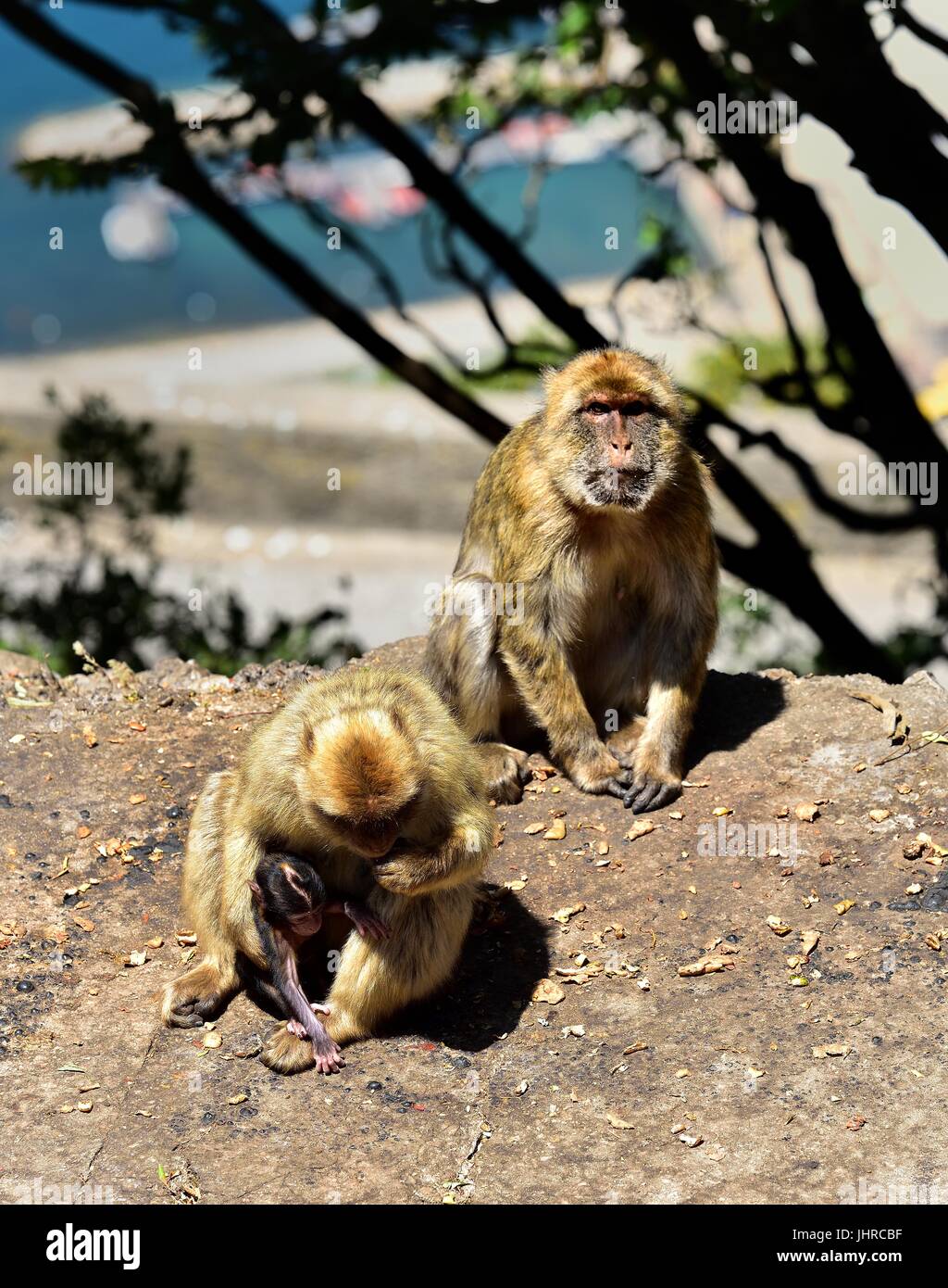 Wild Macaques Are Eating Soil Gibraltar Pro Tip The Social Transmission of Survival