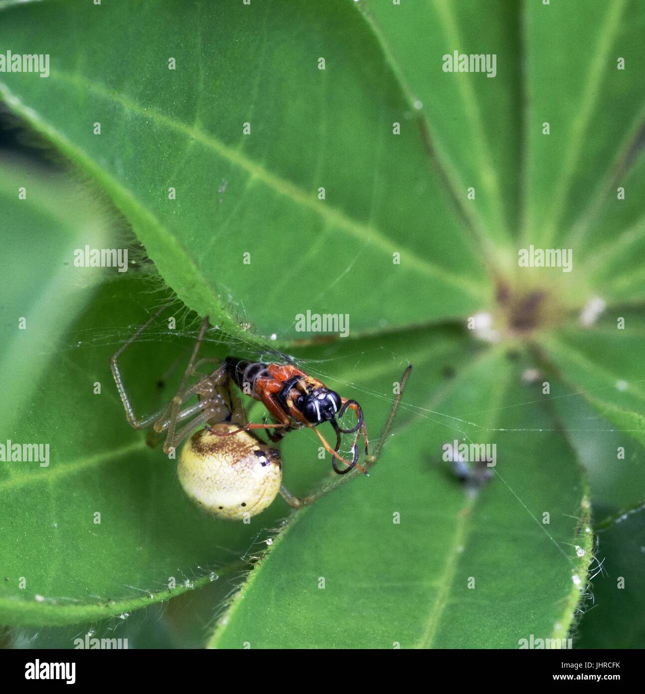 Female Crab Spider ambushing its prey Stock Photo Alamy