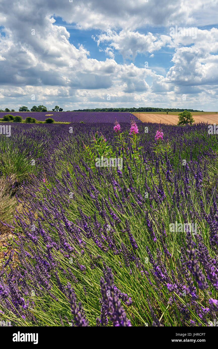 The Lavender Fields at Snowshill Stock Photo