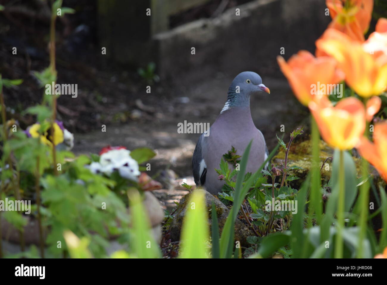 Pigeon in a garden Stock Photo Alamy