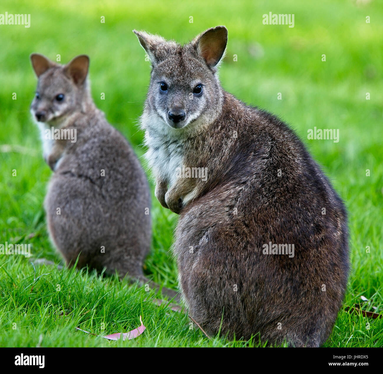 Red-necked or Bennett's Wallaby (Macropus rufogriseus), captive adult female with joey, West Sussex, UK. Stock Photo