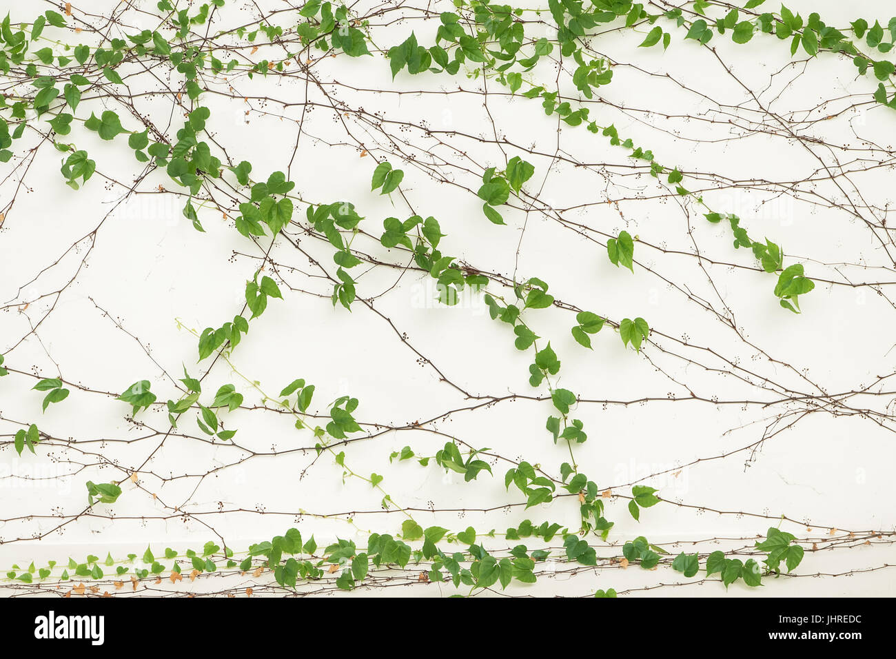 ivy leaves isolated on a white background Stock Photo - Alamy