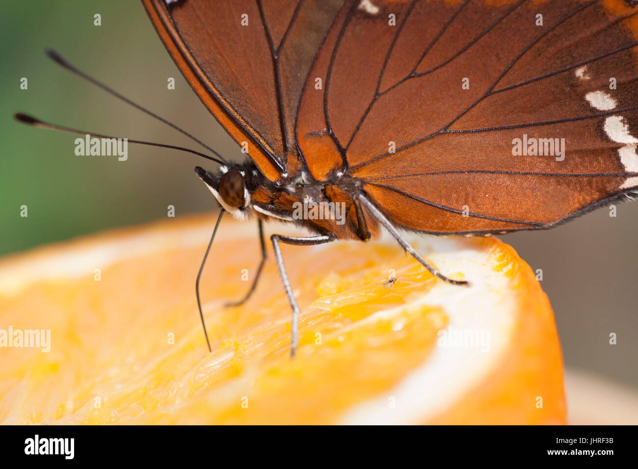 Close up photo of a butterfly eating an orange, Photo taken with a