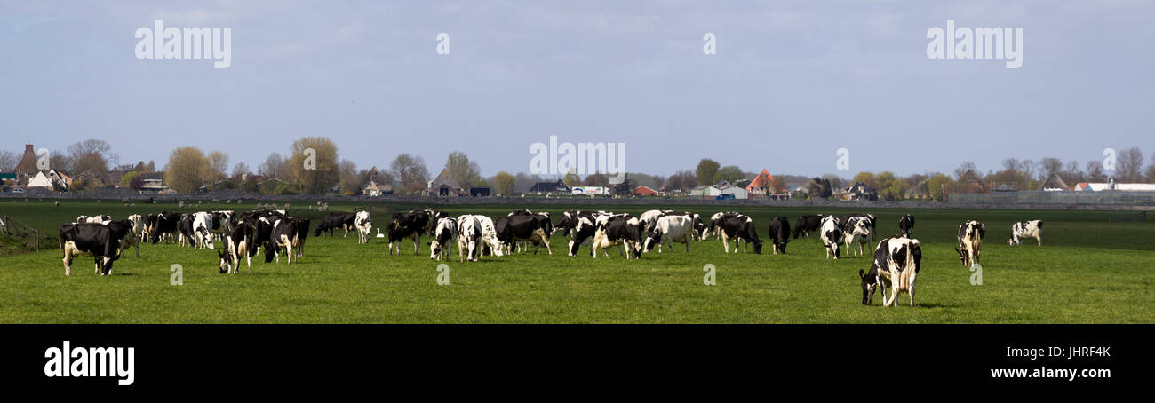 Panorama photo of black and white dutch holstein cows in pasture Stock ...