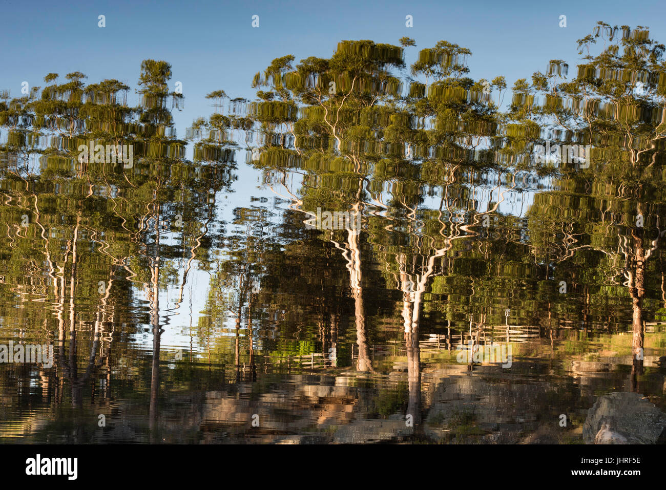 large Australian gum trees reflected in a lake Stock Photo Alamy