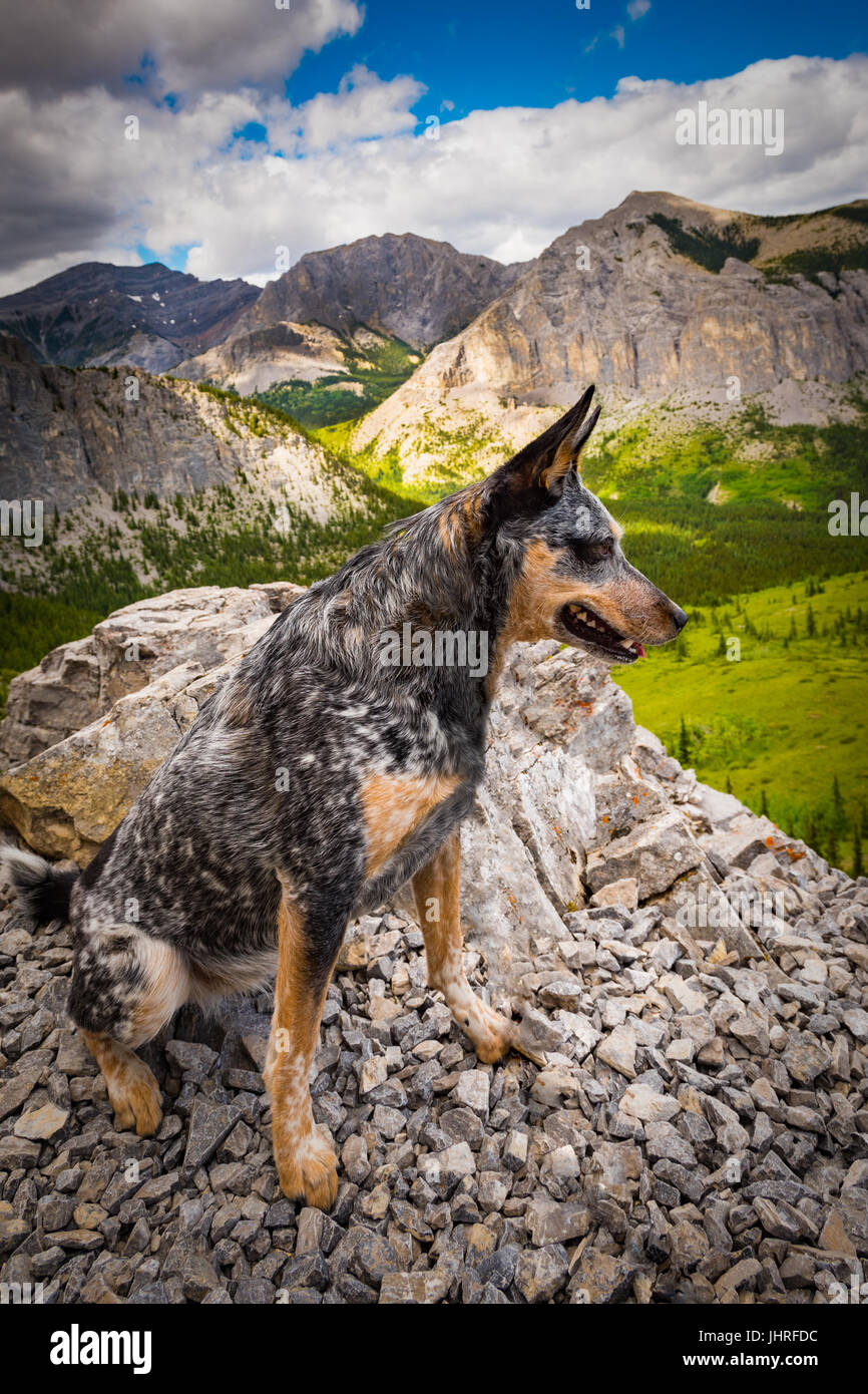 Blue Heeler dog hiking Mount John Laurie (Yamnuska) in the Stock Photo -  Alamy
