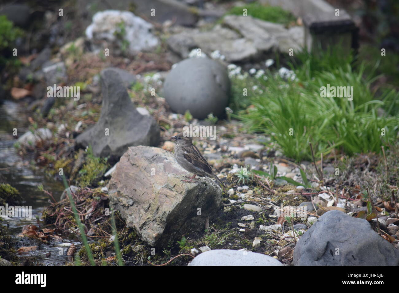 Bird in a rockery Stock Photo - Alamy