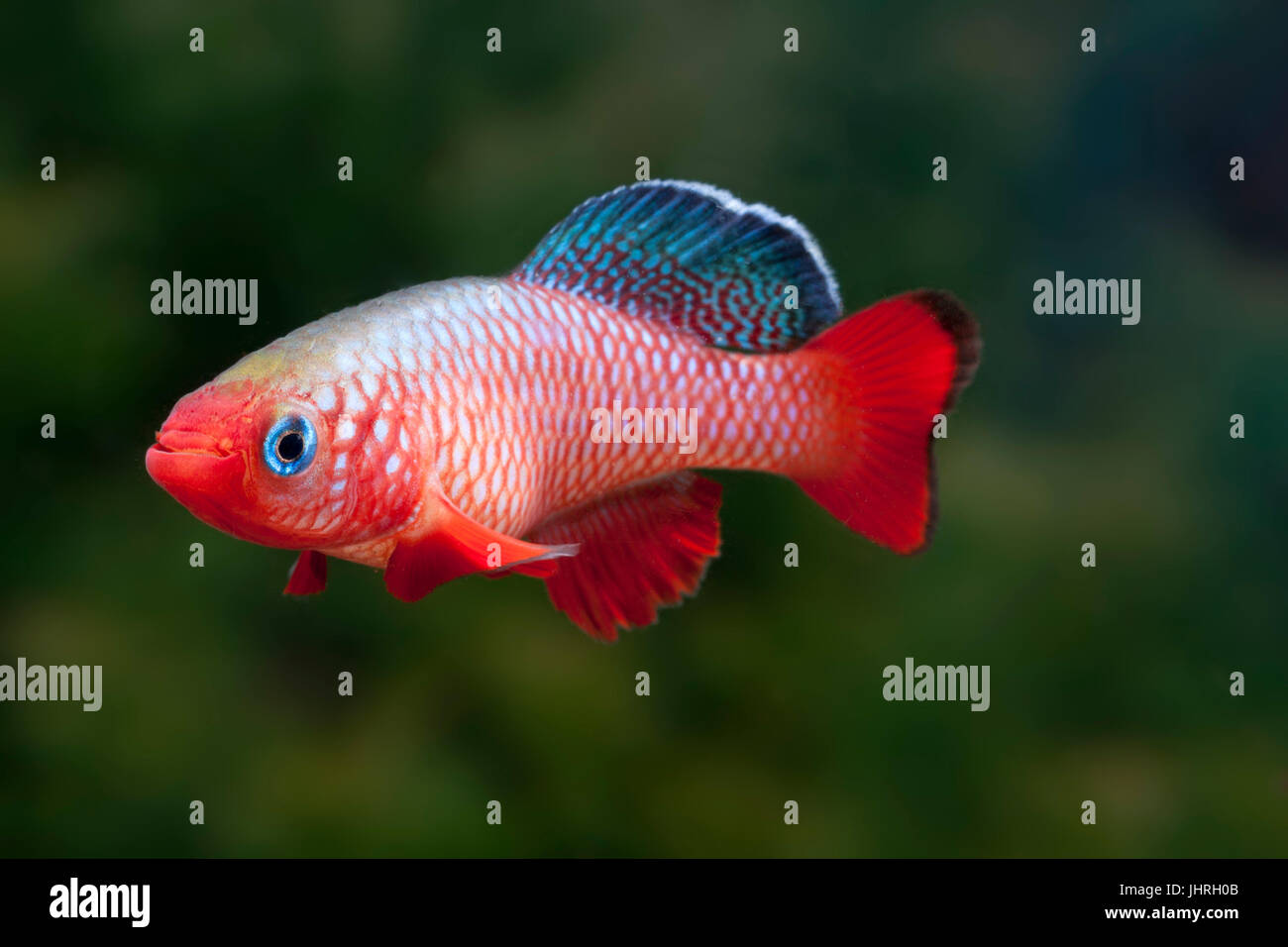 Nothobrancus species, tropical fish Stock Photo