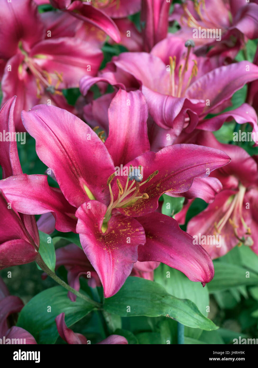 Close up lily hi-res stock photography and images - Alamy