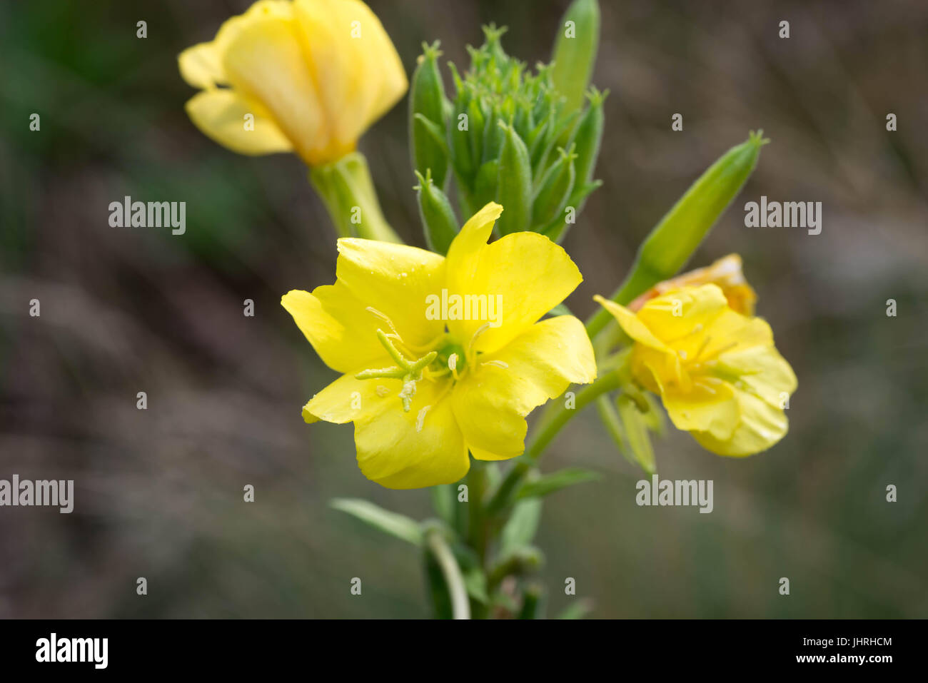 closeup to yellow primrose flowers selective focus Stock Photo