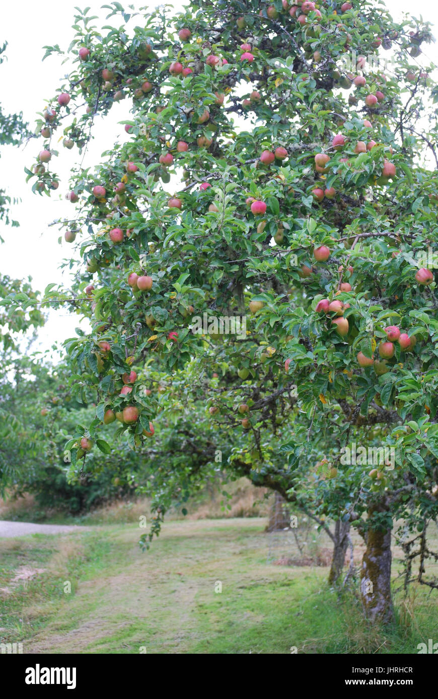Apple Trees in the orchard at Johnson Farm, Bainbridge Island, WA. USA Stock Photo Alamy