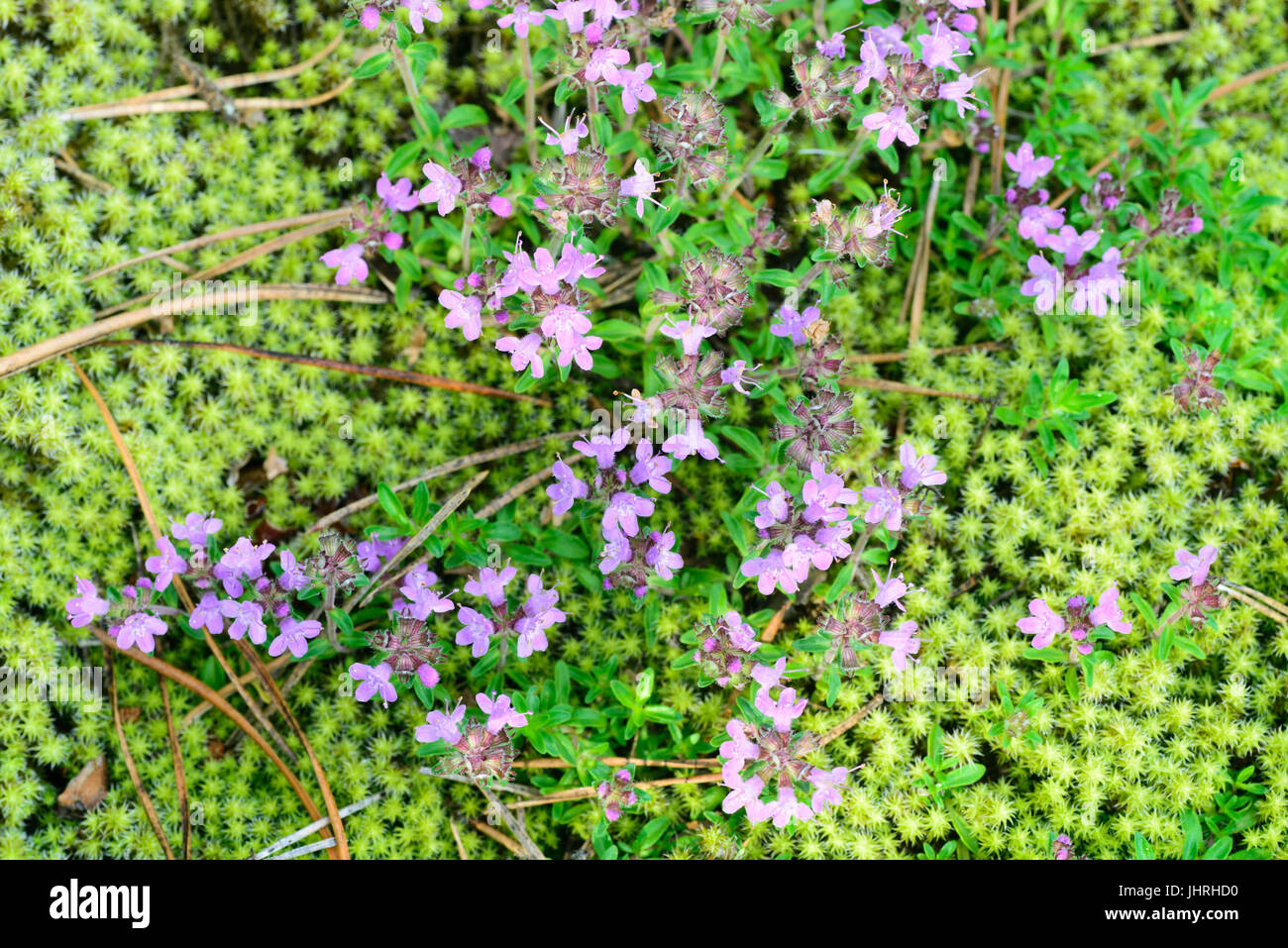 macro of thyme flowers selective focus  in moss Stock Photo