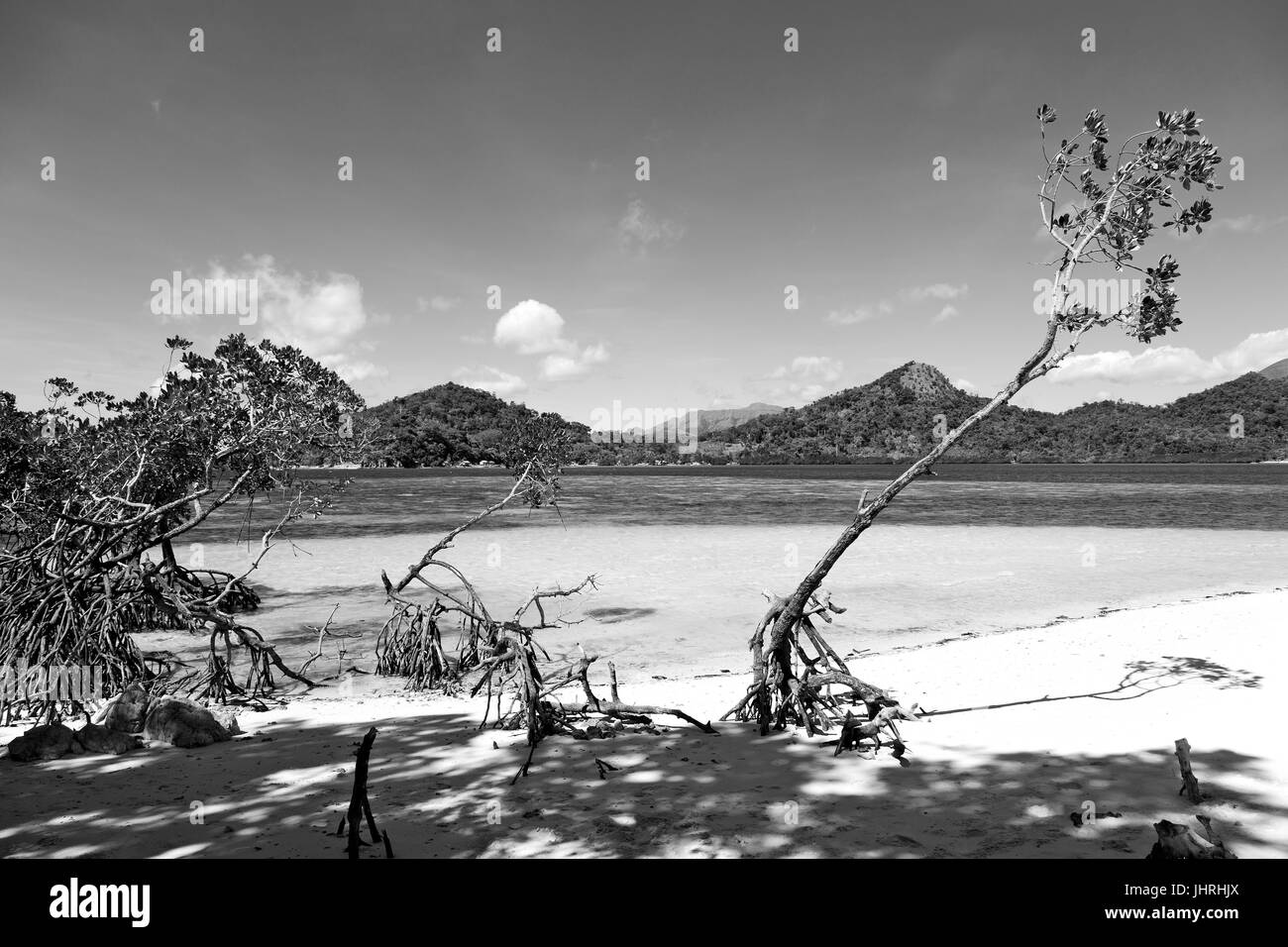 in the philippines island beautiful cosatline tree hill and boat for tourist Stock Photo